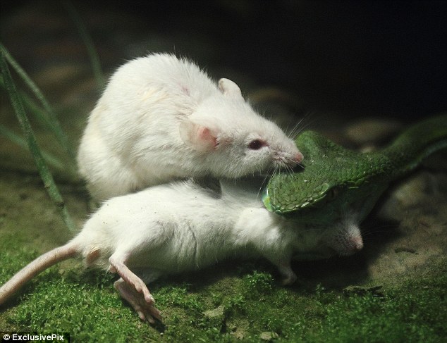 драма, зоопарк, Ханьчжоу, мышь,спасти, другую, от змеи