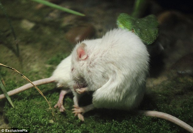 драма, зоопарк, Ханьчжоу, мышь,спасти, другую, от змеи