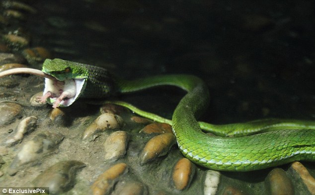 драма, зоопарк, Ханьчжоу, мышь,спасти, другую, от змеи