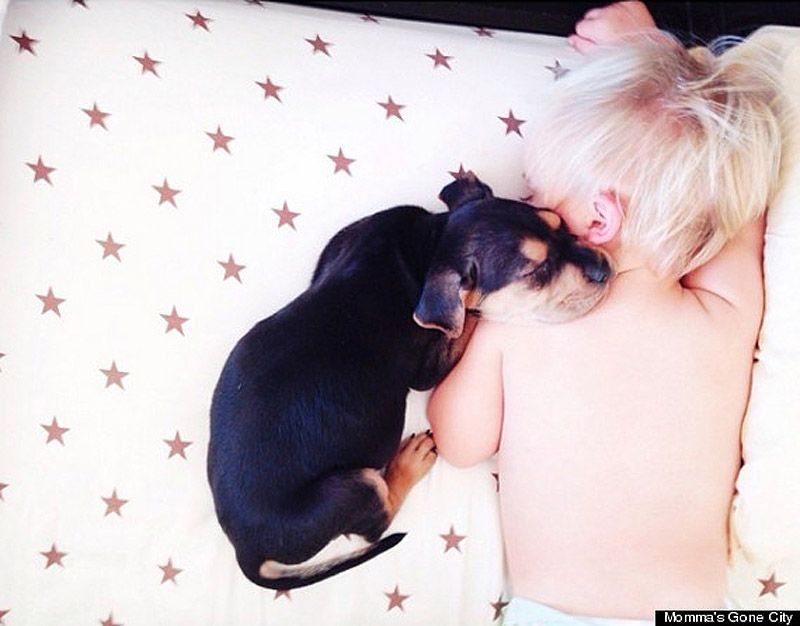 Тео и Бо – два малыша, которые любят поспать theo and beau,Тео и Бо, сони,щенок,ребёнок