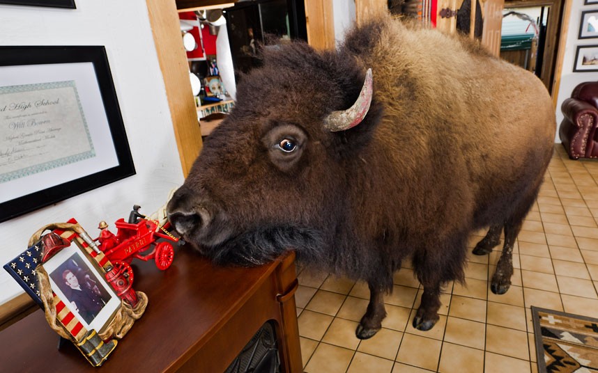Бизон,домашнее животное, Заклинатель Буффало, Ричард бриджес