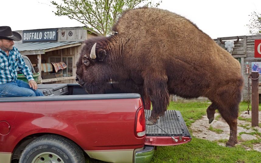 Бизон,домашнее животное, Заклинатель Буффало, Ричард бриджес