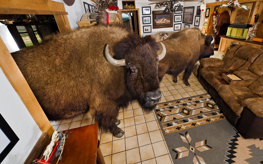 Бизон,домашнее животное, Заклинатель Буффало, Ричард бриджес