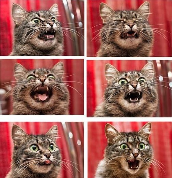 Позитив, юмор, смешные фотографии,прикол