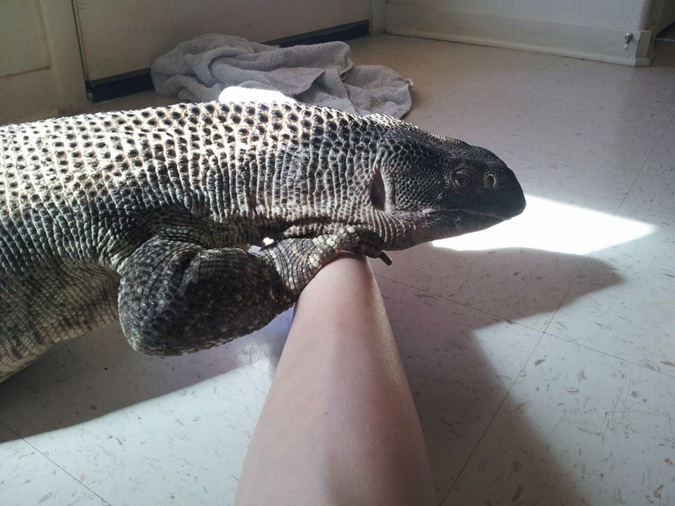 диковинный домашний питомец,варан,ящерица