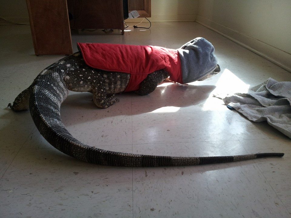 диковинный домашний питомец,варан,ящерица