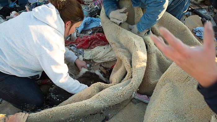 Мужчина, нашел, находит, свою собаку, питомца, под обломками, дома, торнадо, Иллинойс