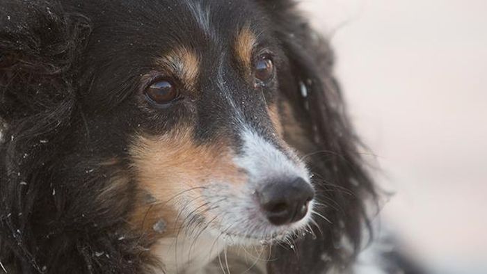 Мужчина, нашел, находит, свою собаку, питомца, под обломками, дома, торнадо, Иллинойс