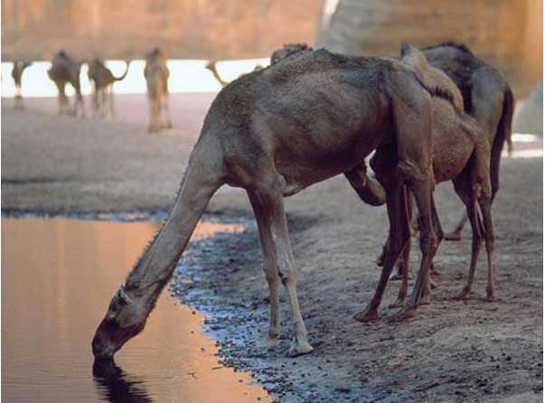 заблуждения люди,дети памперсы желтые зубы нельзя змеи перчатки