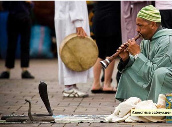заблуждения люди,дети памперсы желтые зубы нельзя змеи перчатки