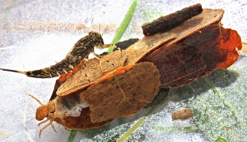 Необычное жилище для ручейника ручейник, дом