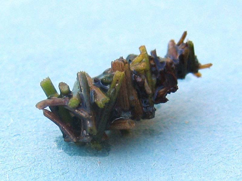 Необычное жилище для ручейника ручейник, дом