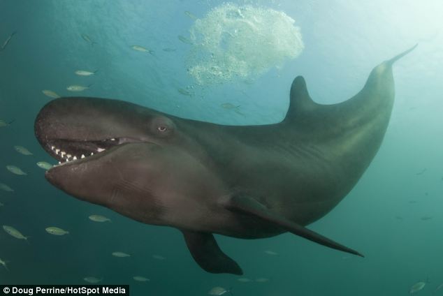 Косатка, счастливая, улыбается, медведь, гепард