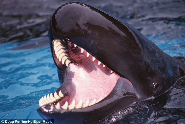 Косатка, счастливая, улыбается, медведь, гепард