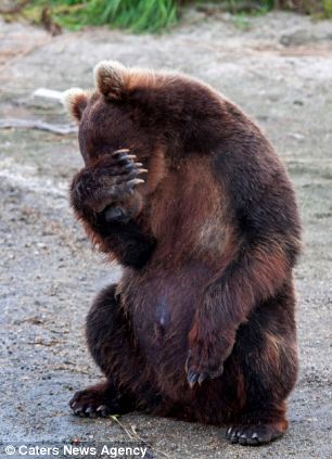 Косатка, счастливая, улыбается, медведь, гепард