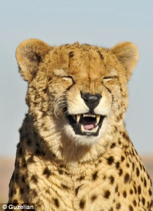 Косатка, счастливая, улыбается, медведь, гепард