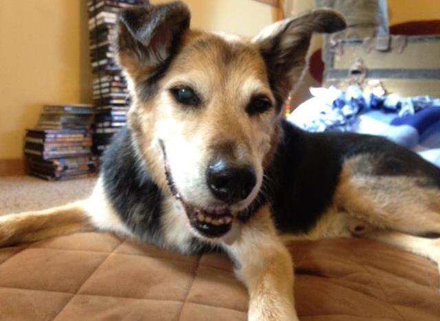 Умерла собака, чья история тронула весь мир john, shoep, собака, артрит, дружба