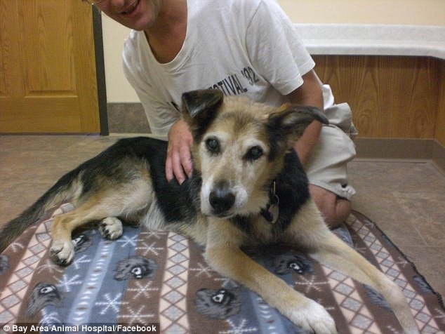 Умерла собака, чья история тронула весь мир john, shoep, собака, артрит, дружба