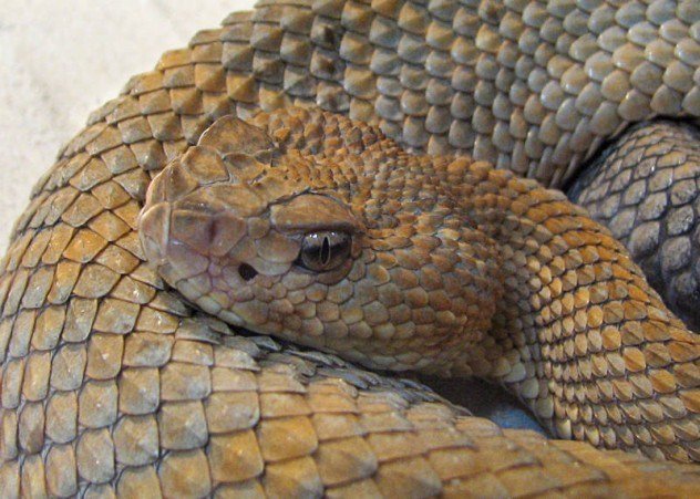 истории о людях чудом избежавших смерти, люди чудом выжившие