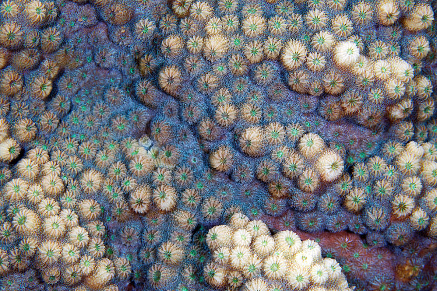 Кораллы - Природа, узоры, кораллы, фотограф, Александр Семенов