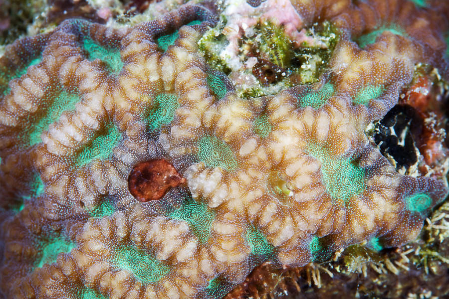 Кораллы - Природа, узоры, кораллы, фотограф, Александр Семенов