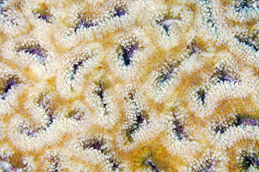 Кораллы - Природа, узоры, кораллы, фотограф, Александр Семенов