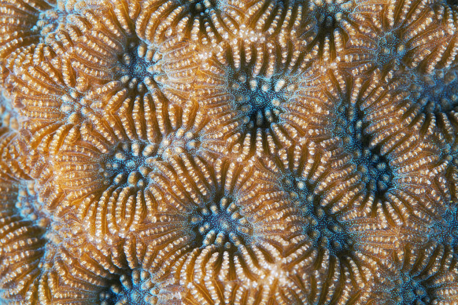 Кораллы - Природа, узоры, кораллы, фотограф, Александр Семенов