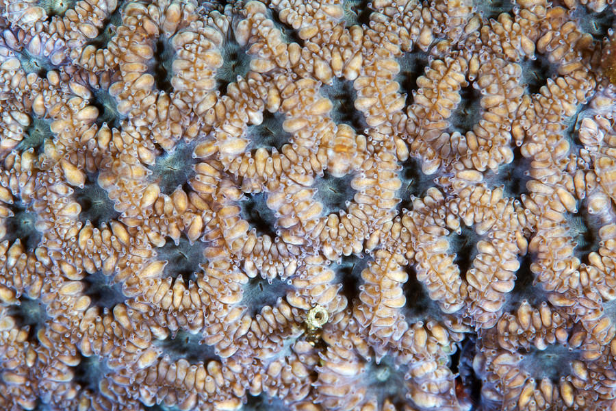 Кораллы - Природа, узоры, кораллы, фотограф, Александр Семенов