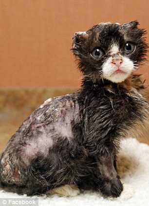 История, котенок, Джастин, Justin,подожгли, помощь животные