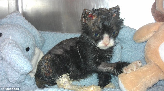 История, котенок, Джастин, Justin,подожгли, помощь животные