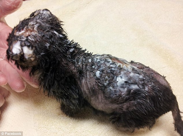 История, котенок, Джастин, Justin,подожгли, помощь животные