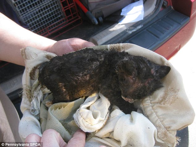 История, котенок, Джастин, Justin,подожгли, помощь животные