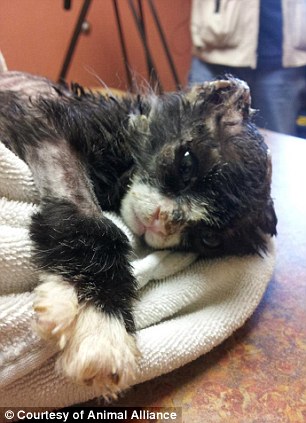 История, котенок, Джастин, Justin,подожгли, помощь животные