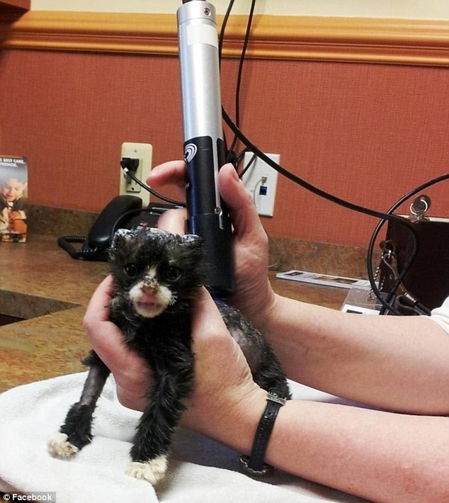 История, котенок, Джастин, Justin,подожгли, помощь животные