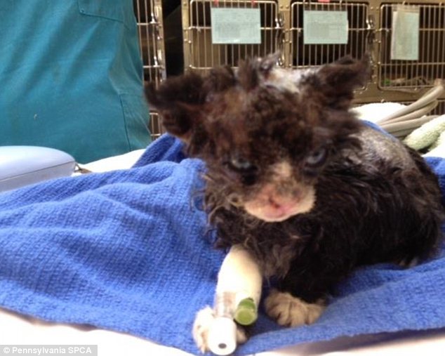 История, котенок, Джастин, Justin,подожгли, помощь животные