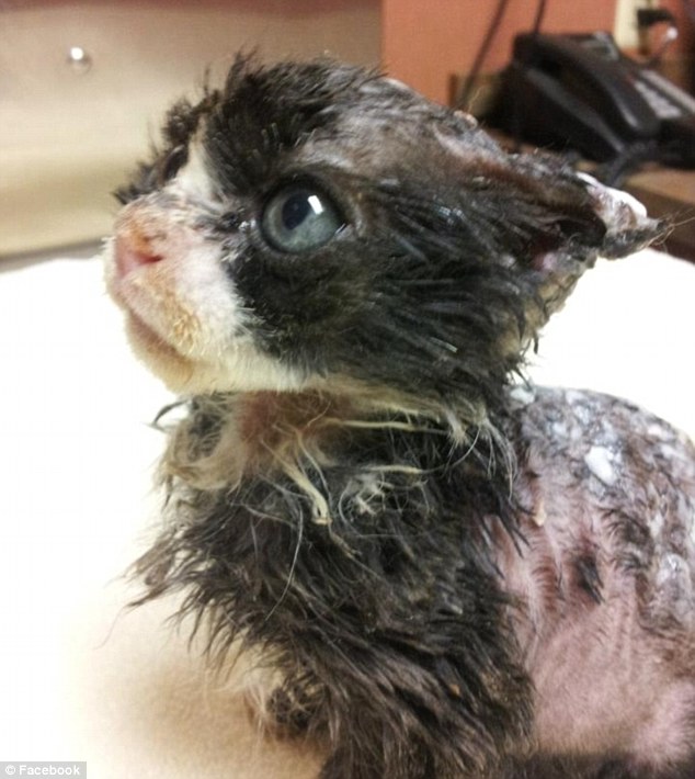 История, котенок, Джастин, Justin,подожгли, помощь животные