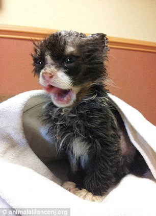 История, котенок, Джастин, Justin,подожгли, помощь животные