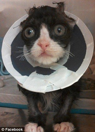 История, котенок, Джастин, Justin,подожгли, помощь животные