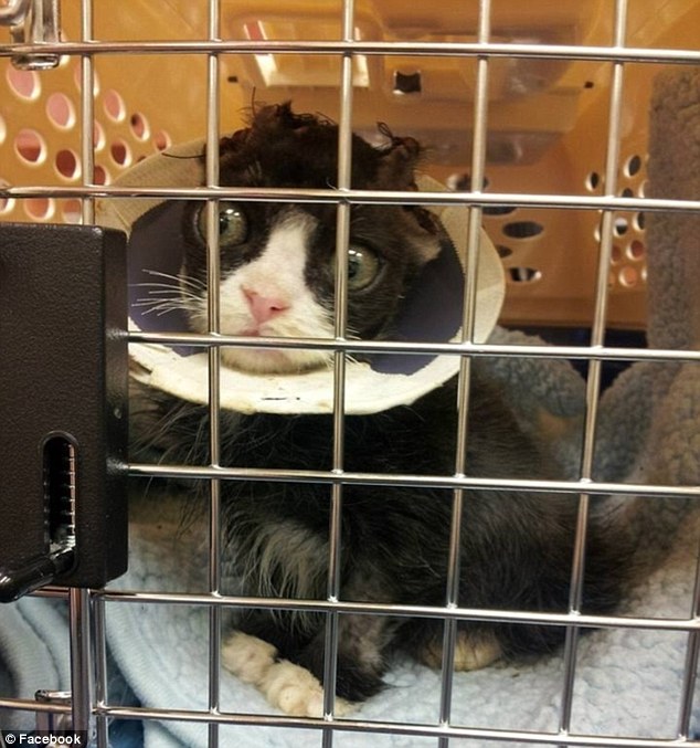 История, котенок, Джастин, Justin,подожгли, помощь животные