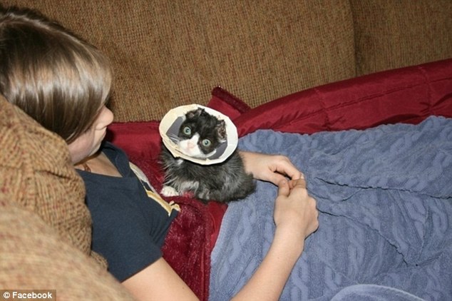 История, котенок, Джастин, Justin,подожгли, помощь животные