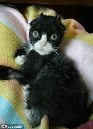 История, котенок, Джастин, Justin,подожгли, помощь животные