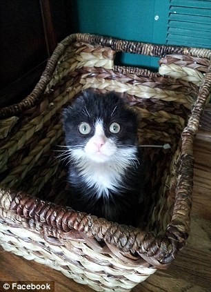 История, котенок, Джастин, Justin,подожгли, помощь животные