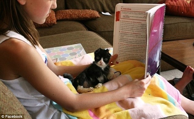 История, котенок, Джастин, Justin,подожгли, помощь животные