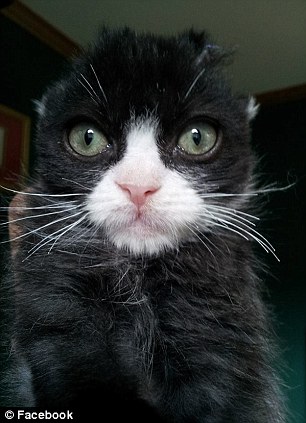 История, котенок, Джастин, Justin,подожгли, помощь животные