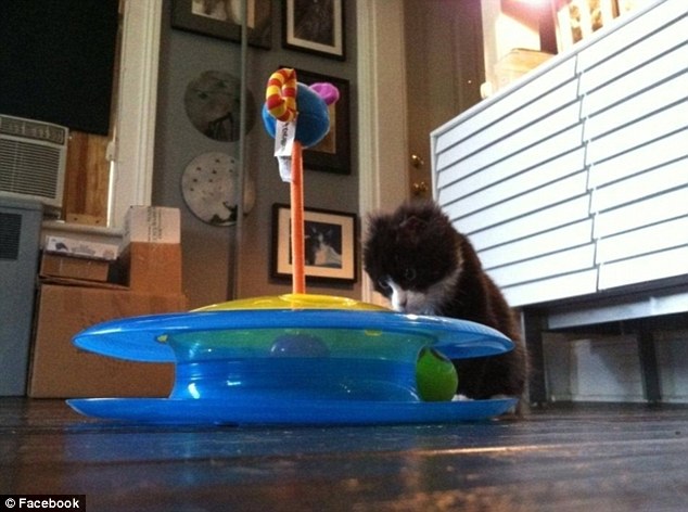 История, котенок, Джастин, Justin,подожгли, помощь животные