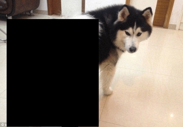 Сумасшедшие китайцы нарядили собак в колготки собаки в колготках, китай