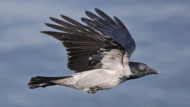 Описание, суеверий, разных стран мира, Пятница 13 -е, подкова, чешутся руки