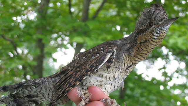 Описание, суеверий, разных стран мира, Пятница 13 -е, подкова, чешутся руки