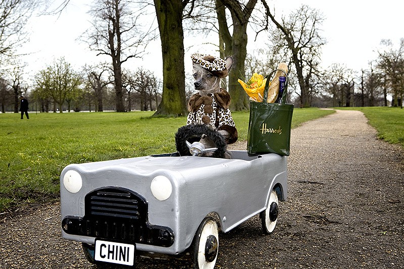 Ирина Вернинг, чини, китайская хохлатая, фотопроект 