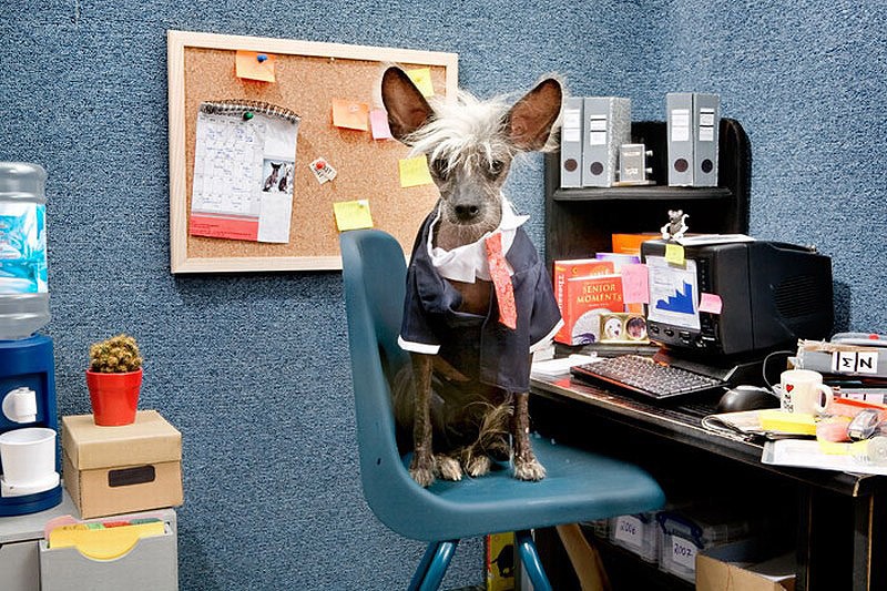 Ирина Вернинг, чини, китайская хохлатая, фотопроект 